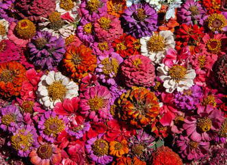 Fotografía festa das flores Arteixo